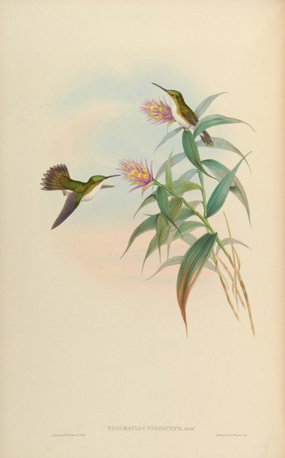 Amazilia leucogaster door John Gould